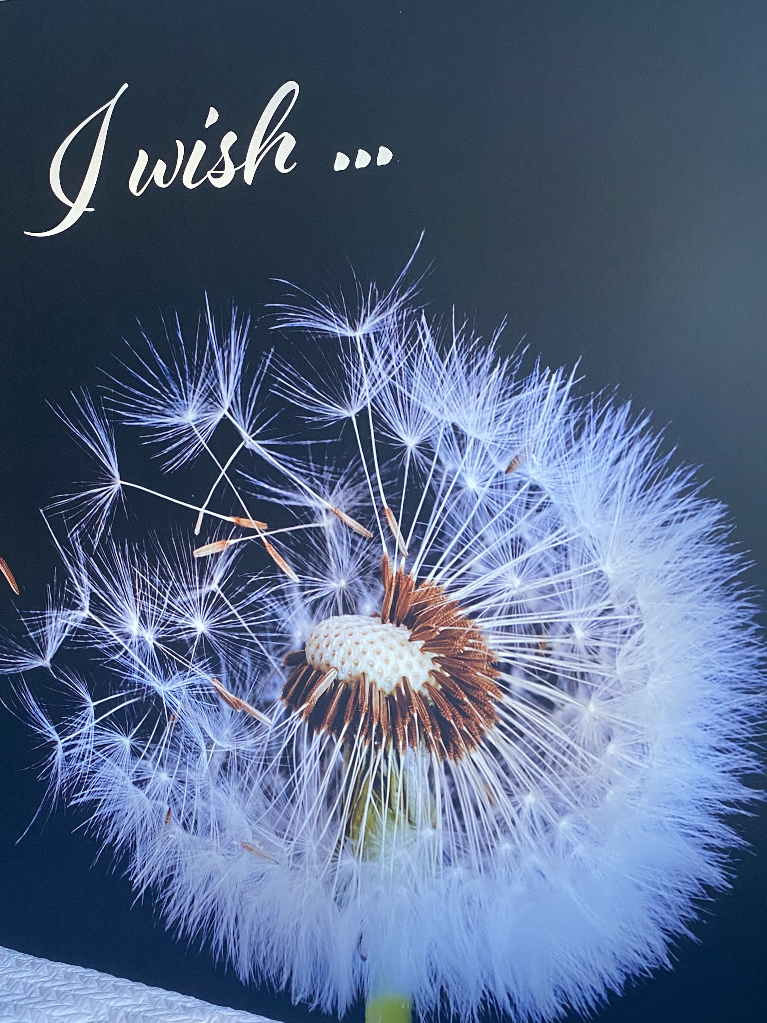 Paardebloem Wenskamer